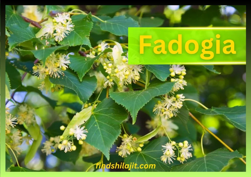 Fadogia