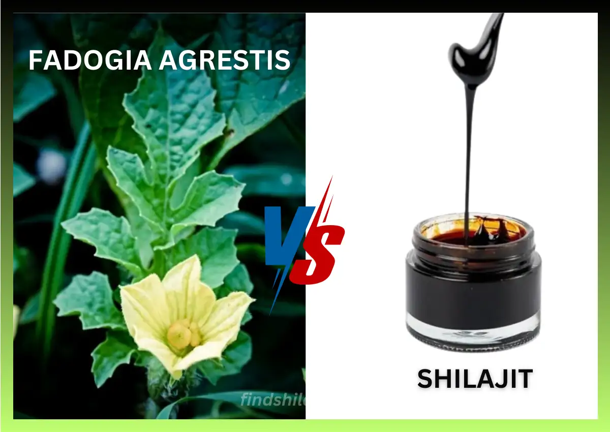 Fadogia Agrestis vs Shilajit