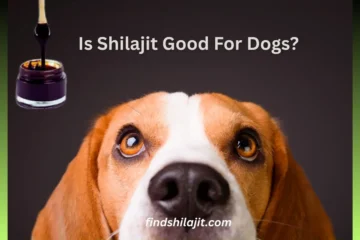 Is Shilajit Good For Dogs