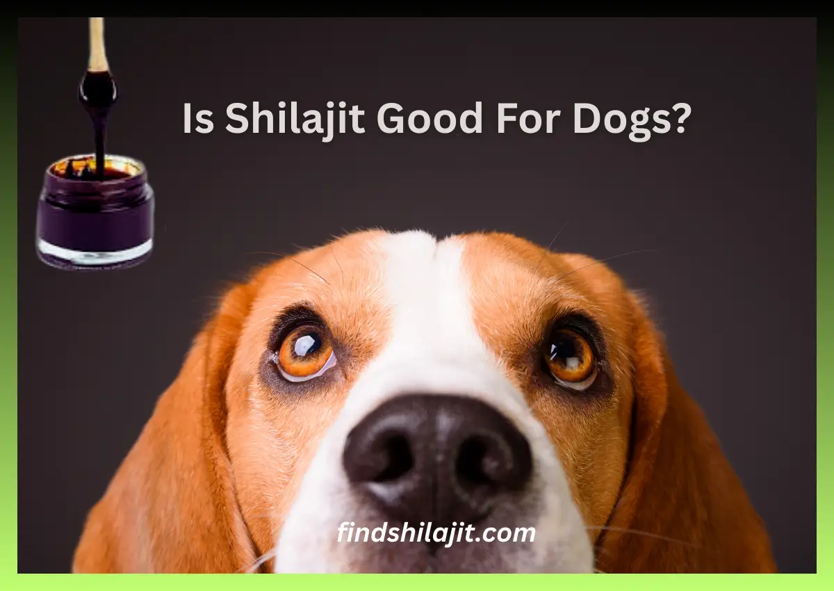 Is Shilajit Good For Dogs