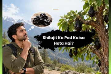 Shilajit Ka Ped Kaisa Hota Hai