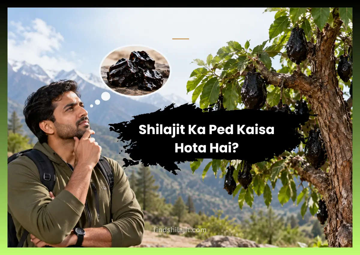 Shilajit Ka Ped Kaisa Hota Hai